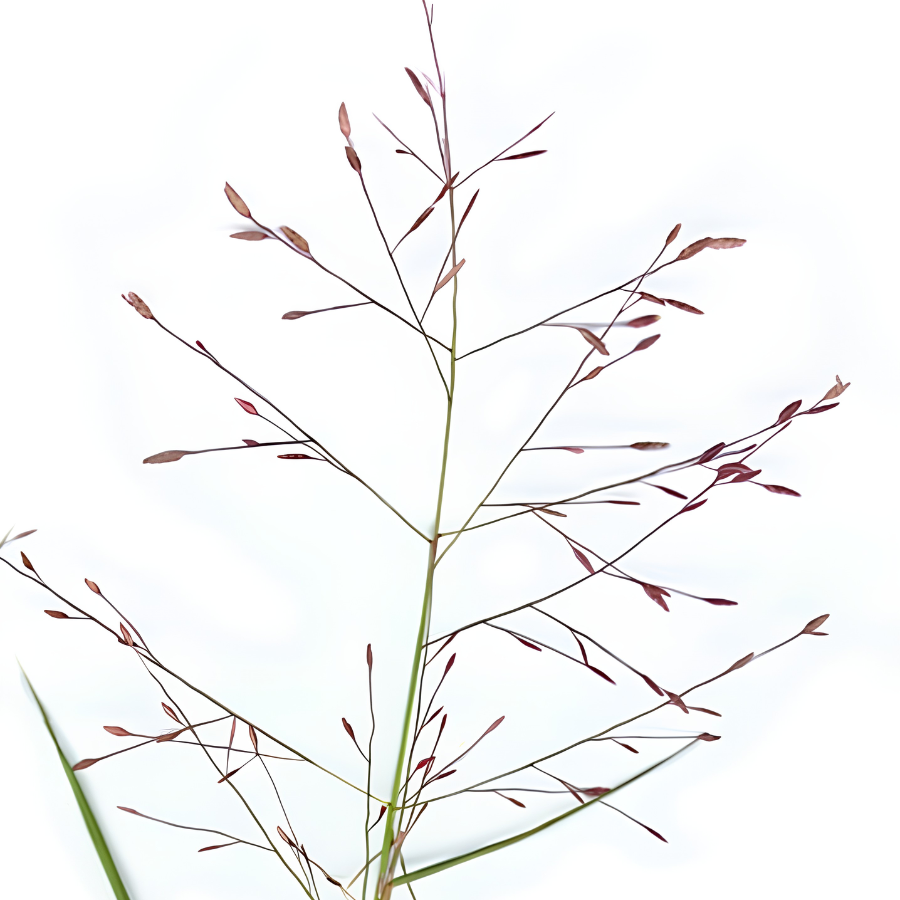 LOVEGRASS