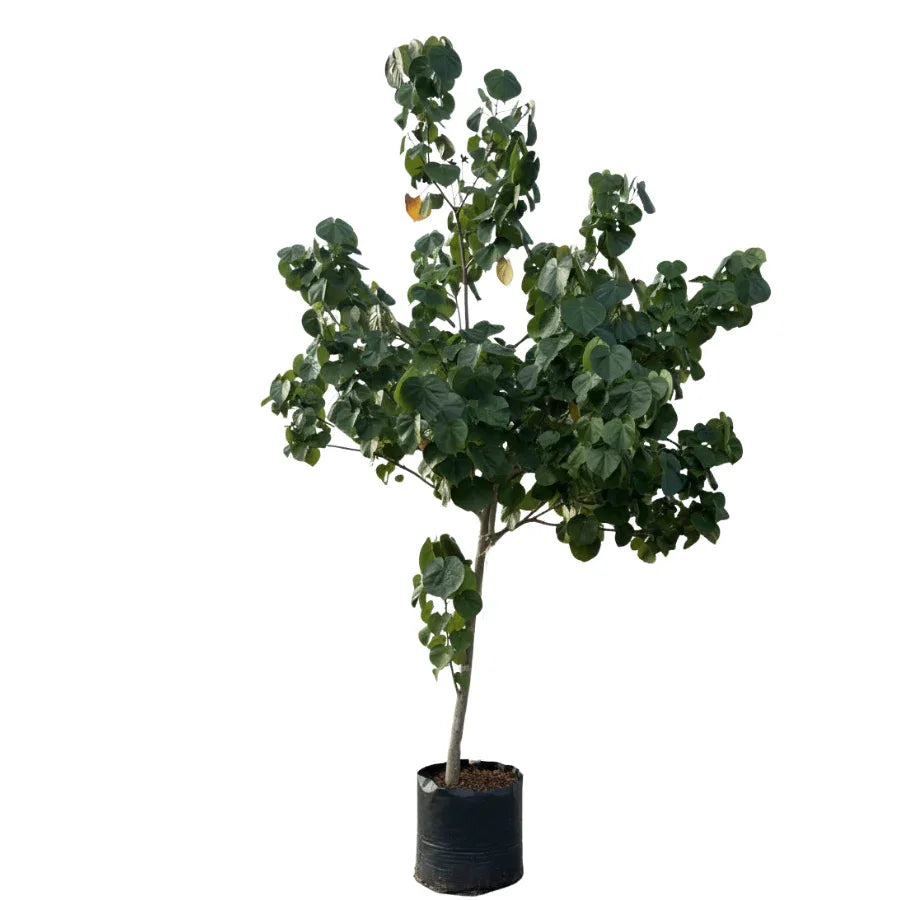 ARBOL MAJAGUA GRANDE - Vivero Yañez 