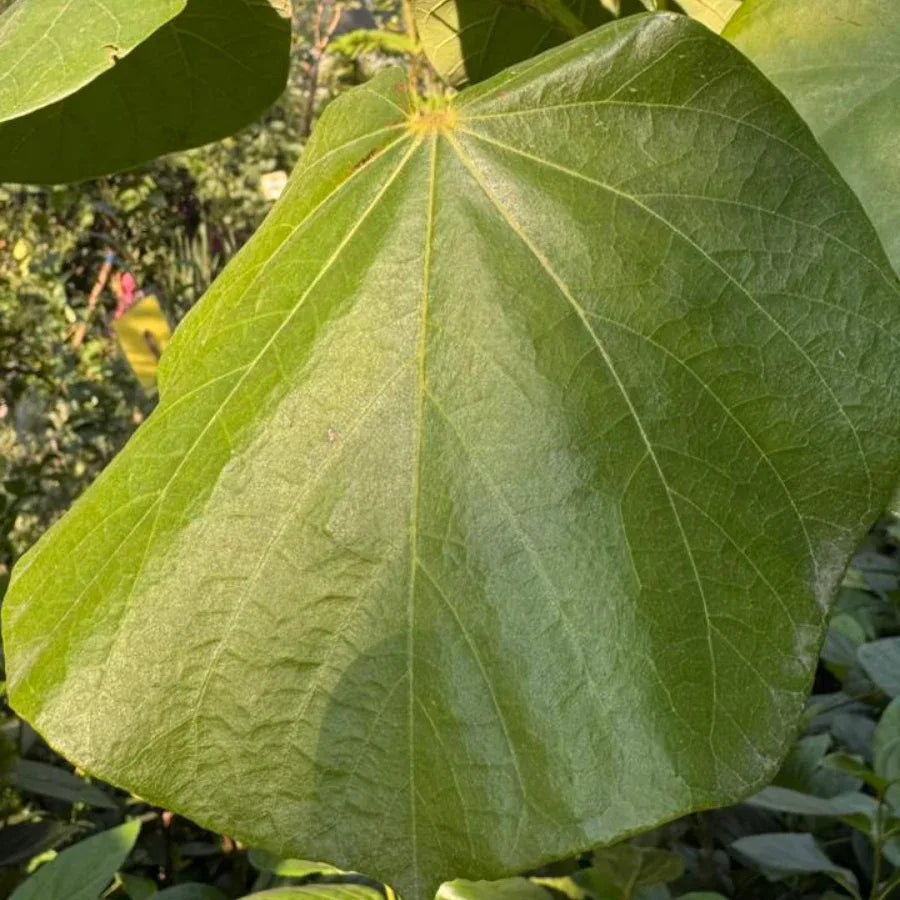 ARBOL MAJAGUA GRANDE - Vivero Yañez 