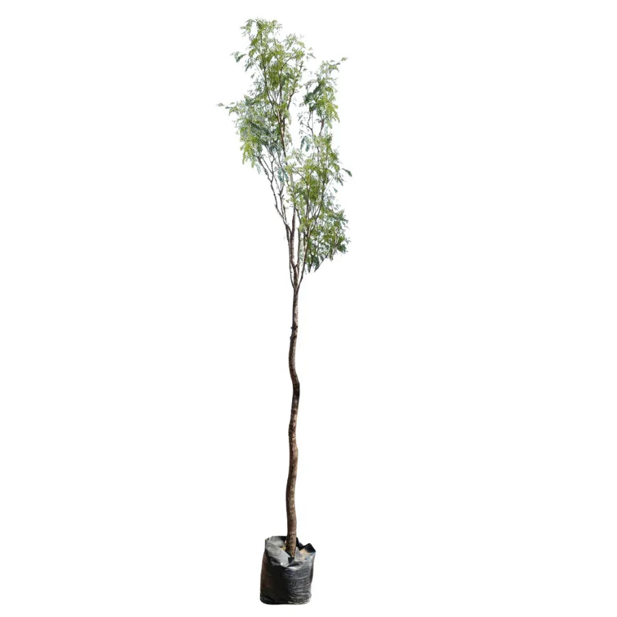 ARBOL MEZQUITE GRANDE - Vivero Yañez 