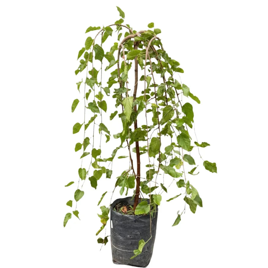 ARBOL MORA - Vivero Yañez 