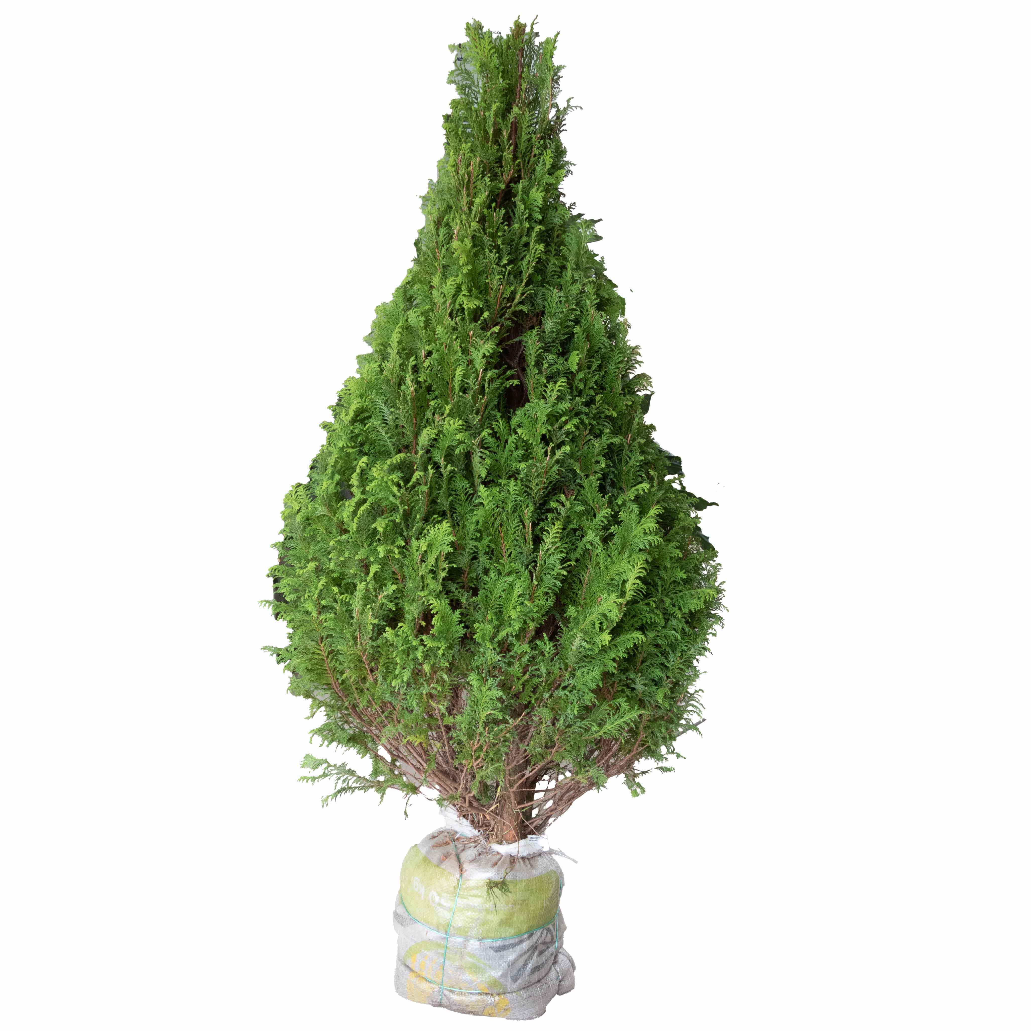 ARBOL NAVIDEÑO - Vivero Yañez 