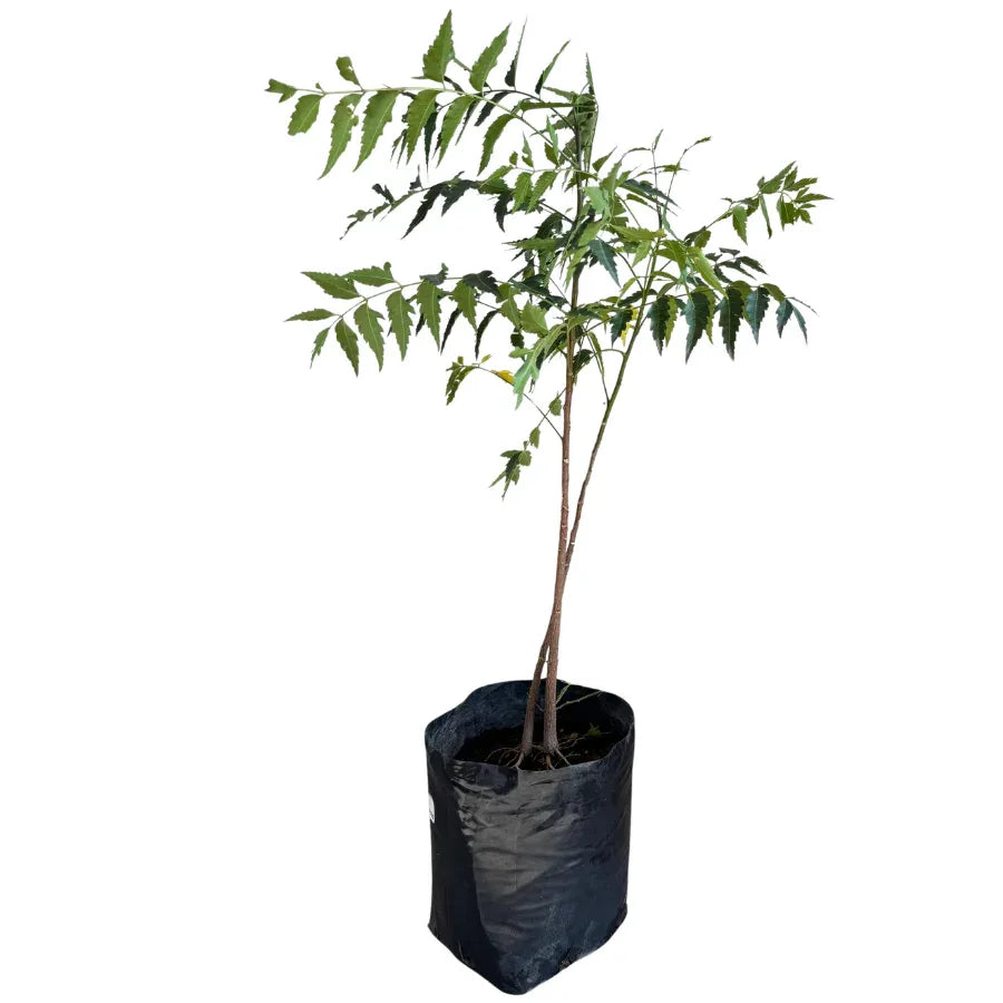 ARBOL NEEM - Vivero Yañez 