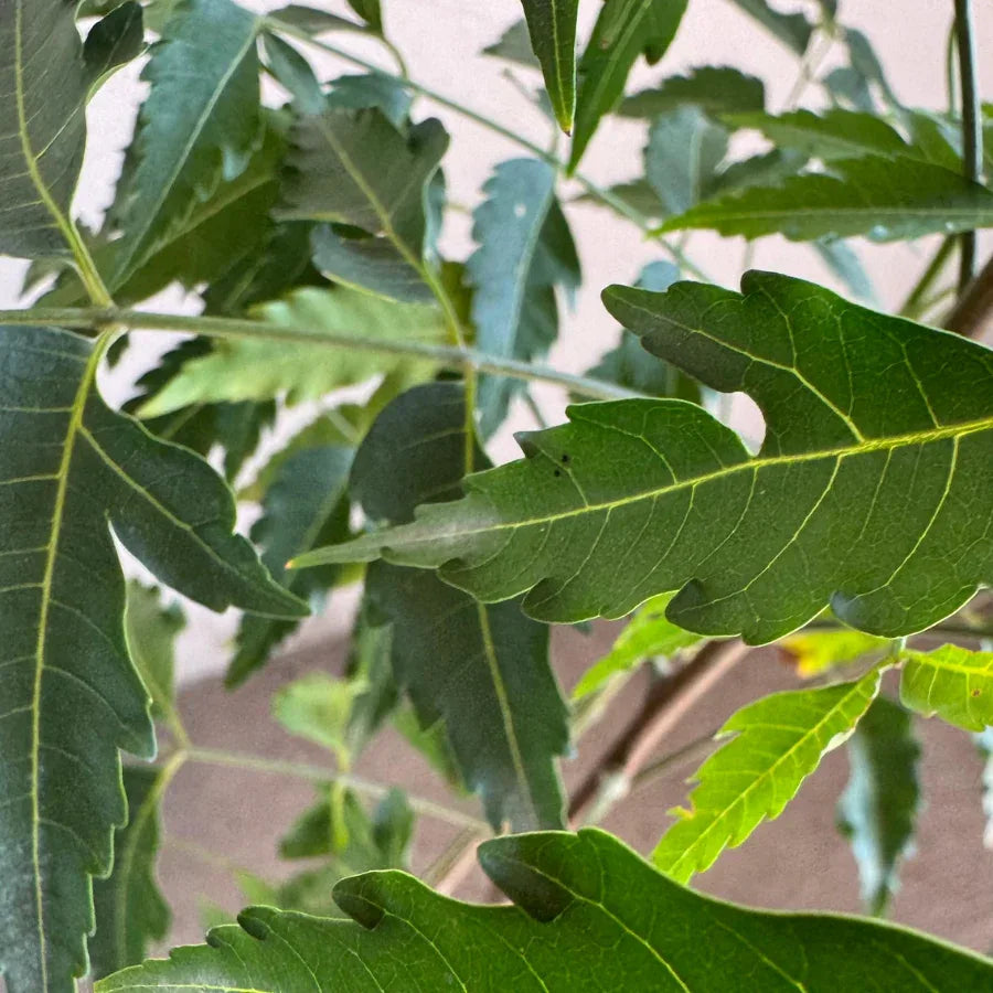 ARBOL NEEM - Vivero Yañez 