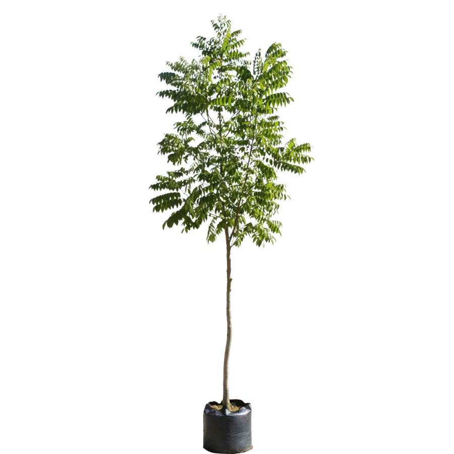 ARBOL NOGAL - Vivero Yañez 