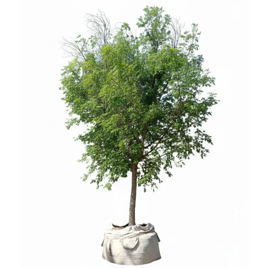 ARBOL OLMO CHINO GRANDE - Vivero Yañez 