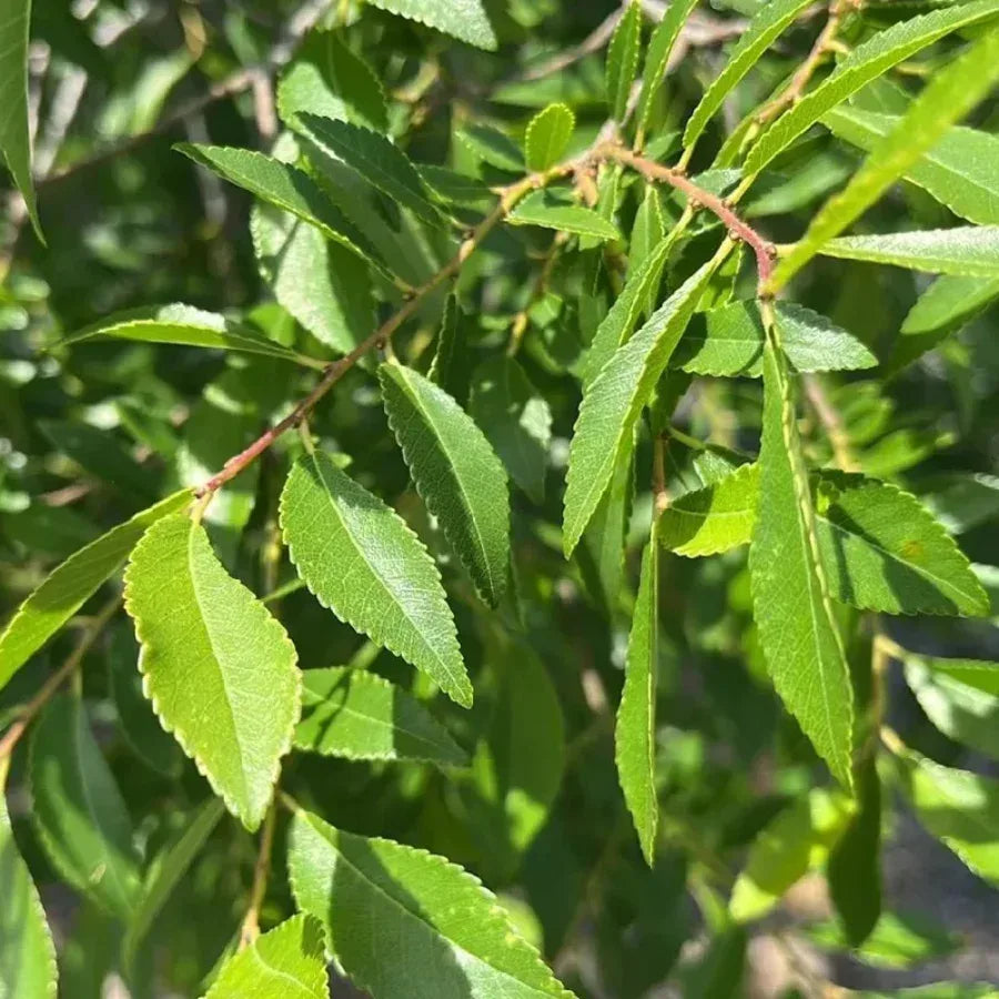 ARBOL OLMO CHINO GRANDE - Vivero Yañez 