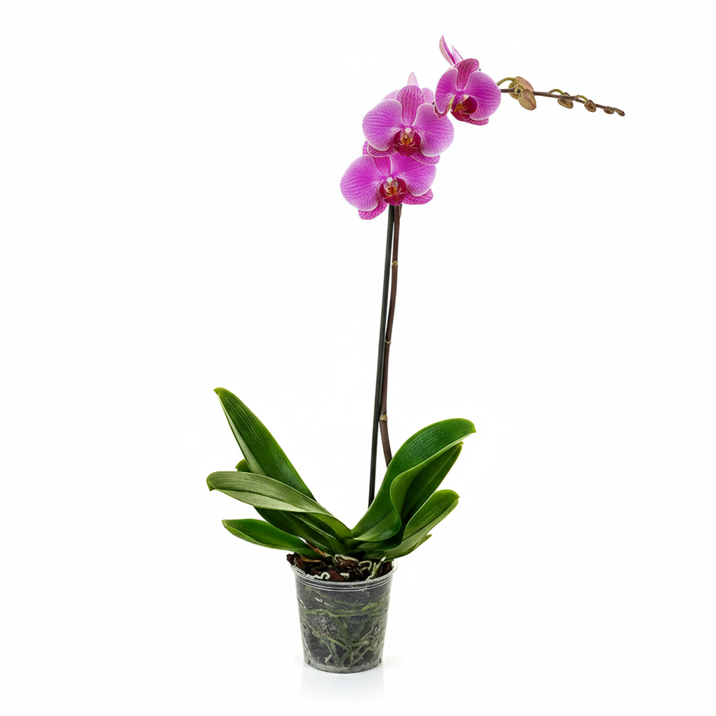 ORQUIDEA (PHALAENOPSIS)