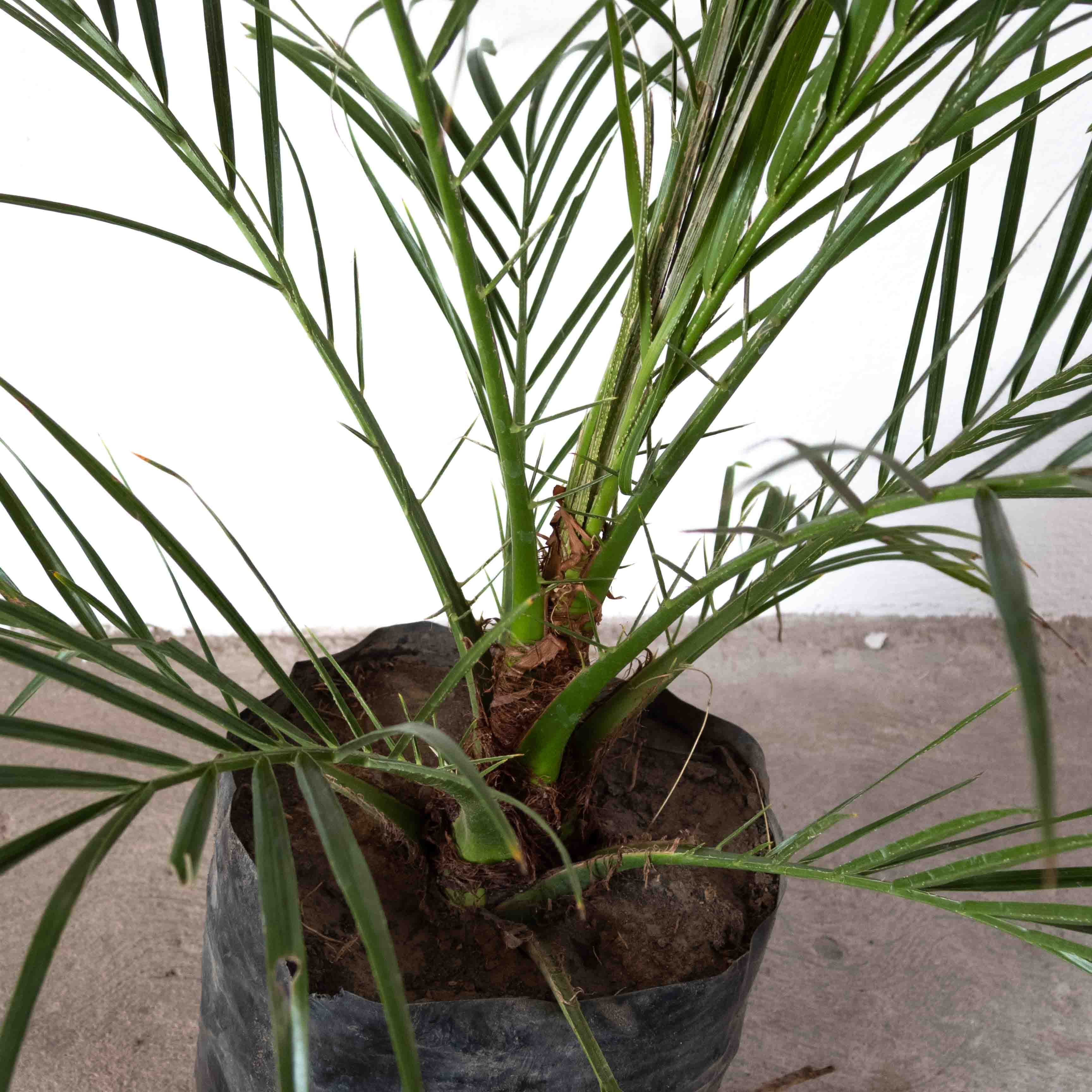 PALMA RUBELINA CHICA