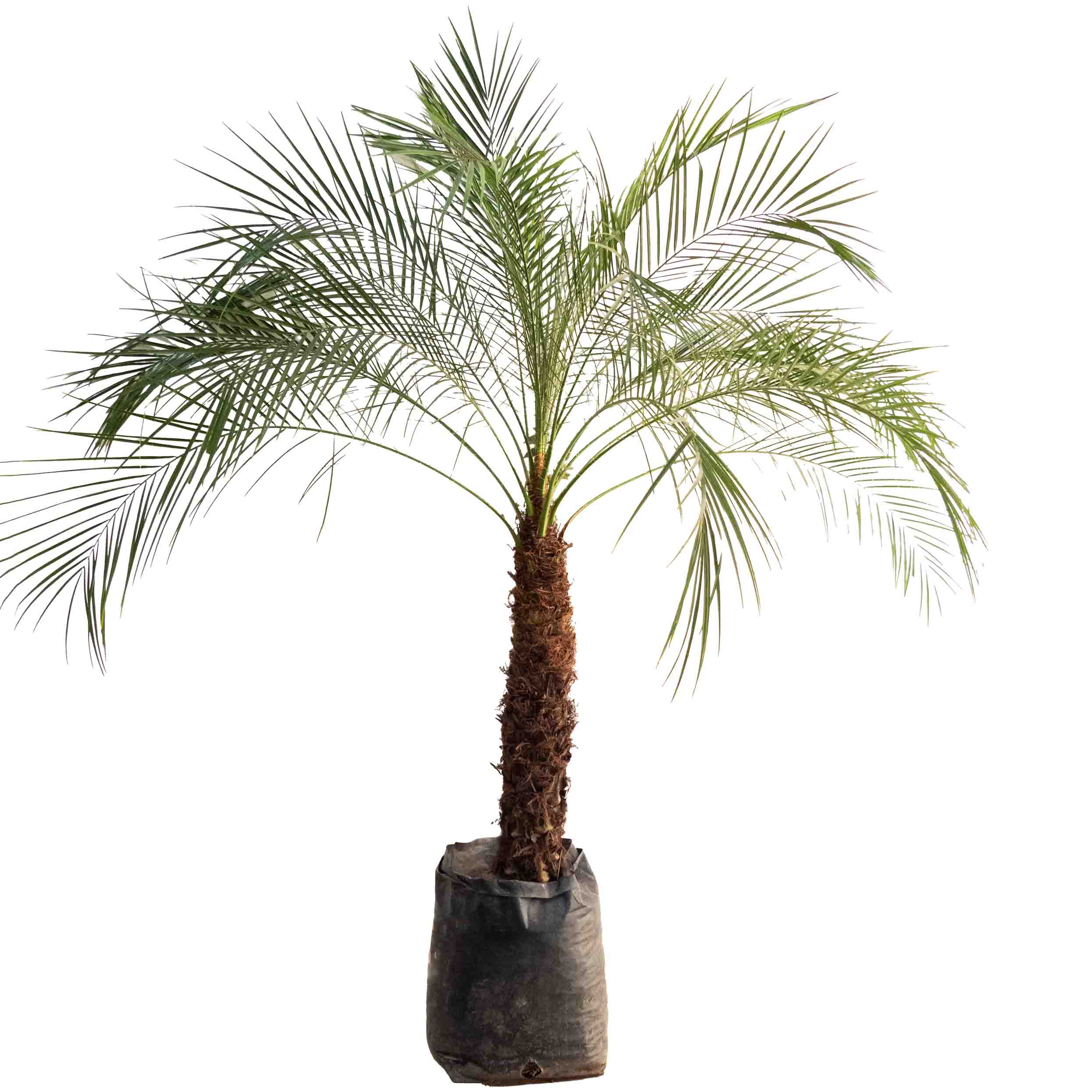 PALMA RUBELINA GRANDE