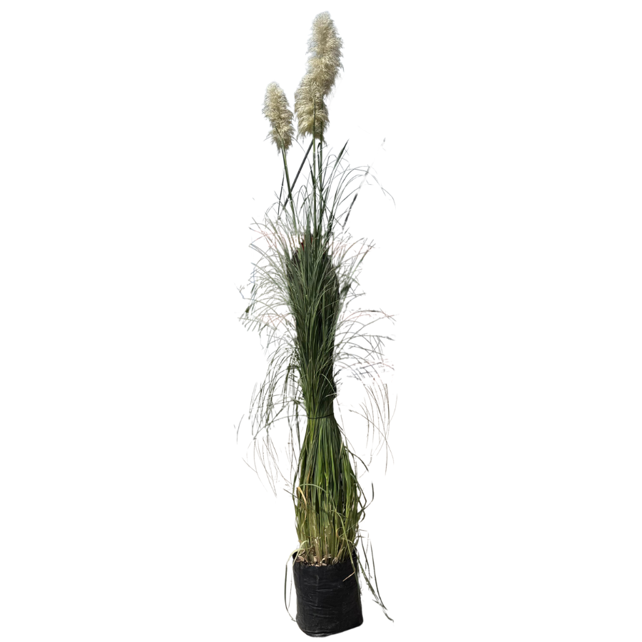 PAMPAS GRASS