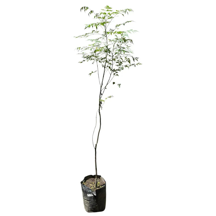 ARBOL PARAISO - Vivero Yañez 