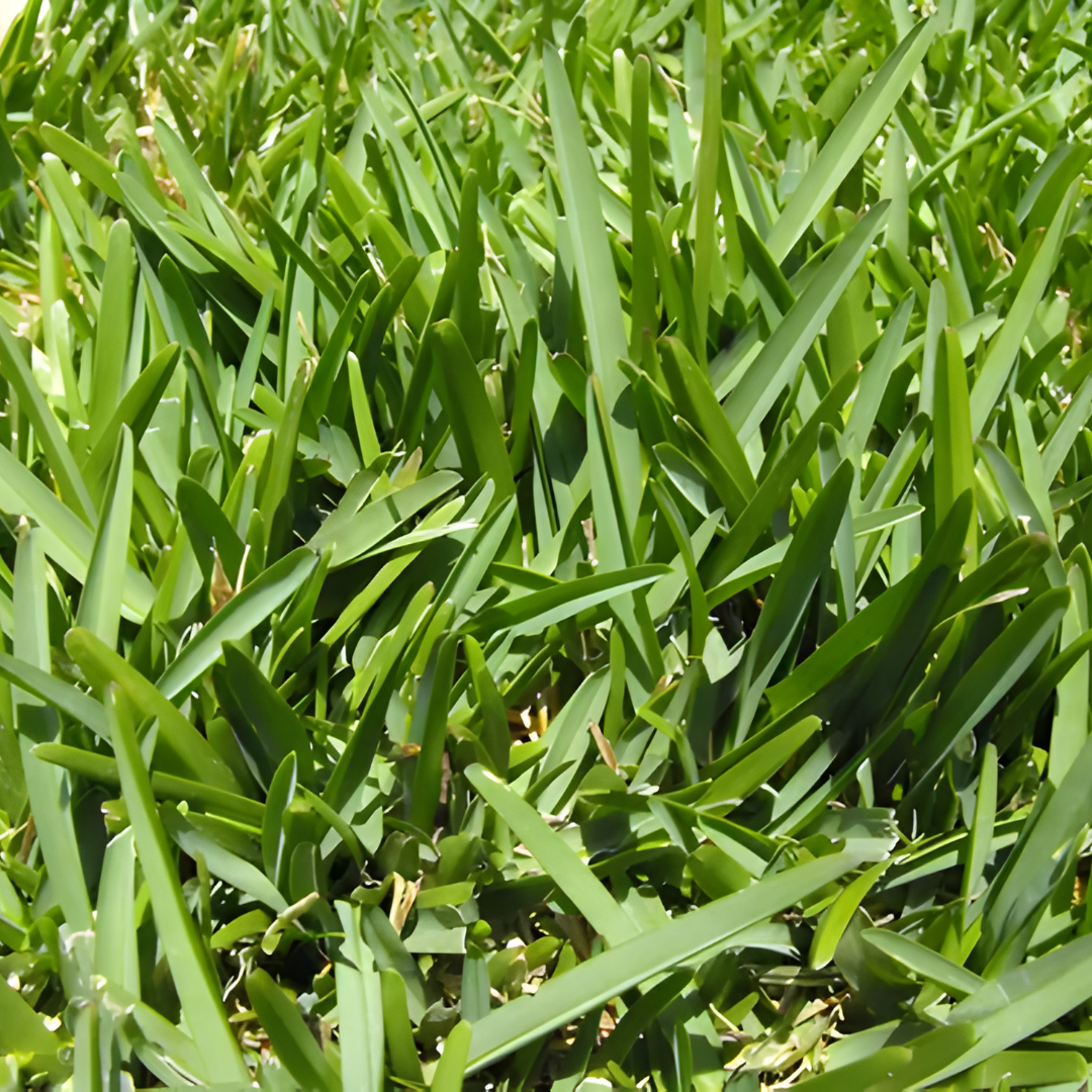 PASTO CUERNAVACA (M2)