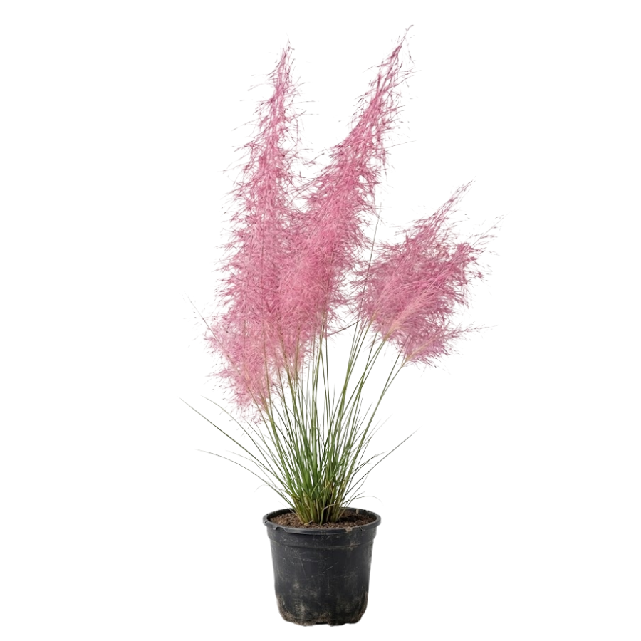 PASTO ROSA