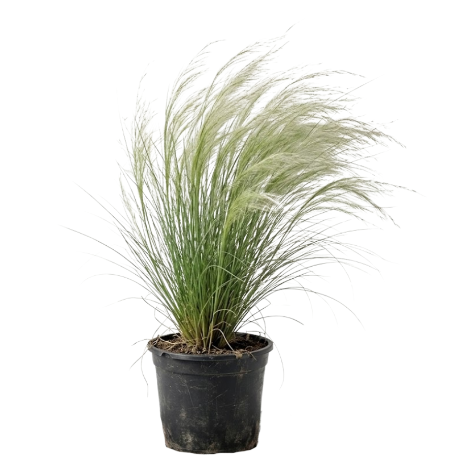 PASTO STIPA