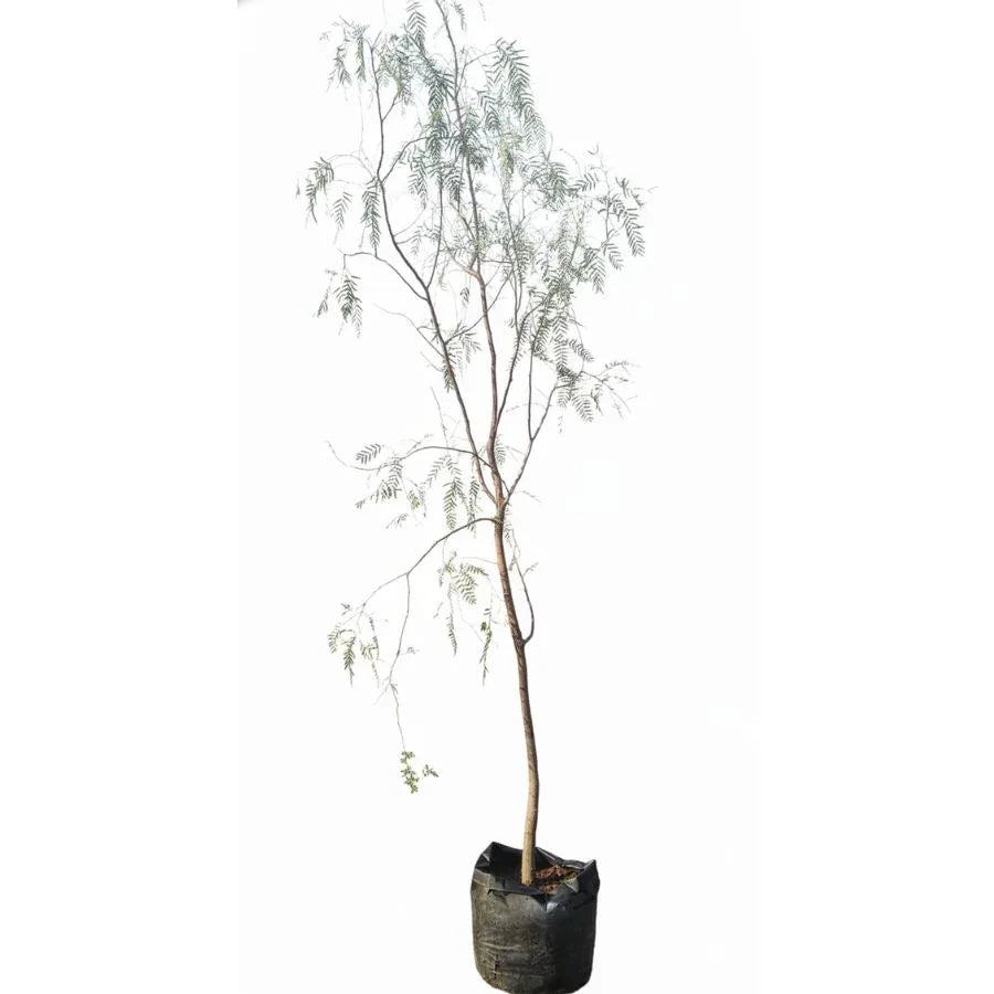 ARBOL PIRUL MEXICANO GRANDE - Vivero Yañez 