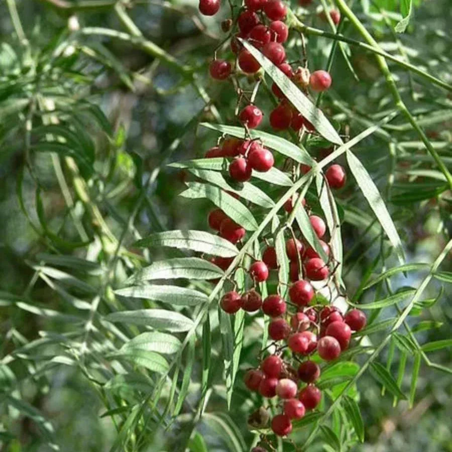 ARBOL PIRUL MEXICANO GRANDE - Vivero Yañez 