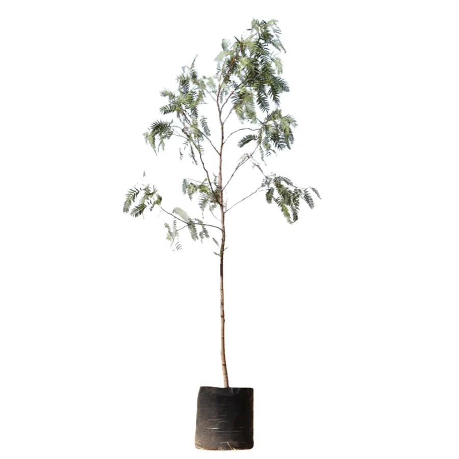 ARBOL PIRUL MEXICANO MEDIANO - Vivero Yañez 
