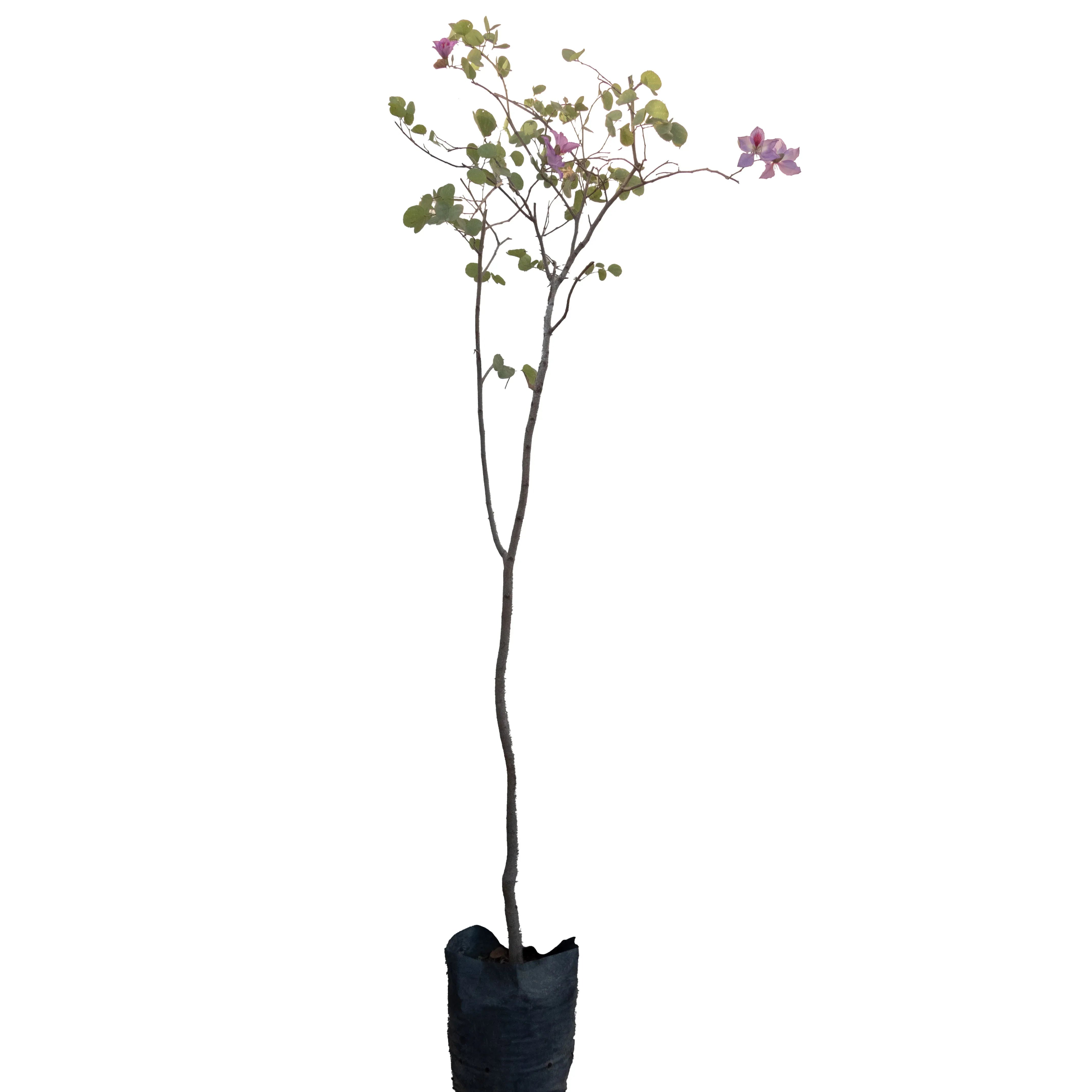 ARBOL PATA DE VACA GRANDE - Vivero Yañez 