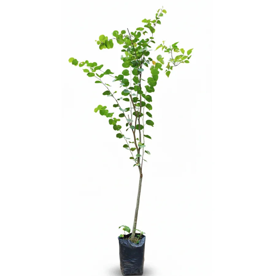 ARBOL PATA DE VACA MEDIANO - Vivero Yañez 