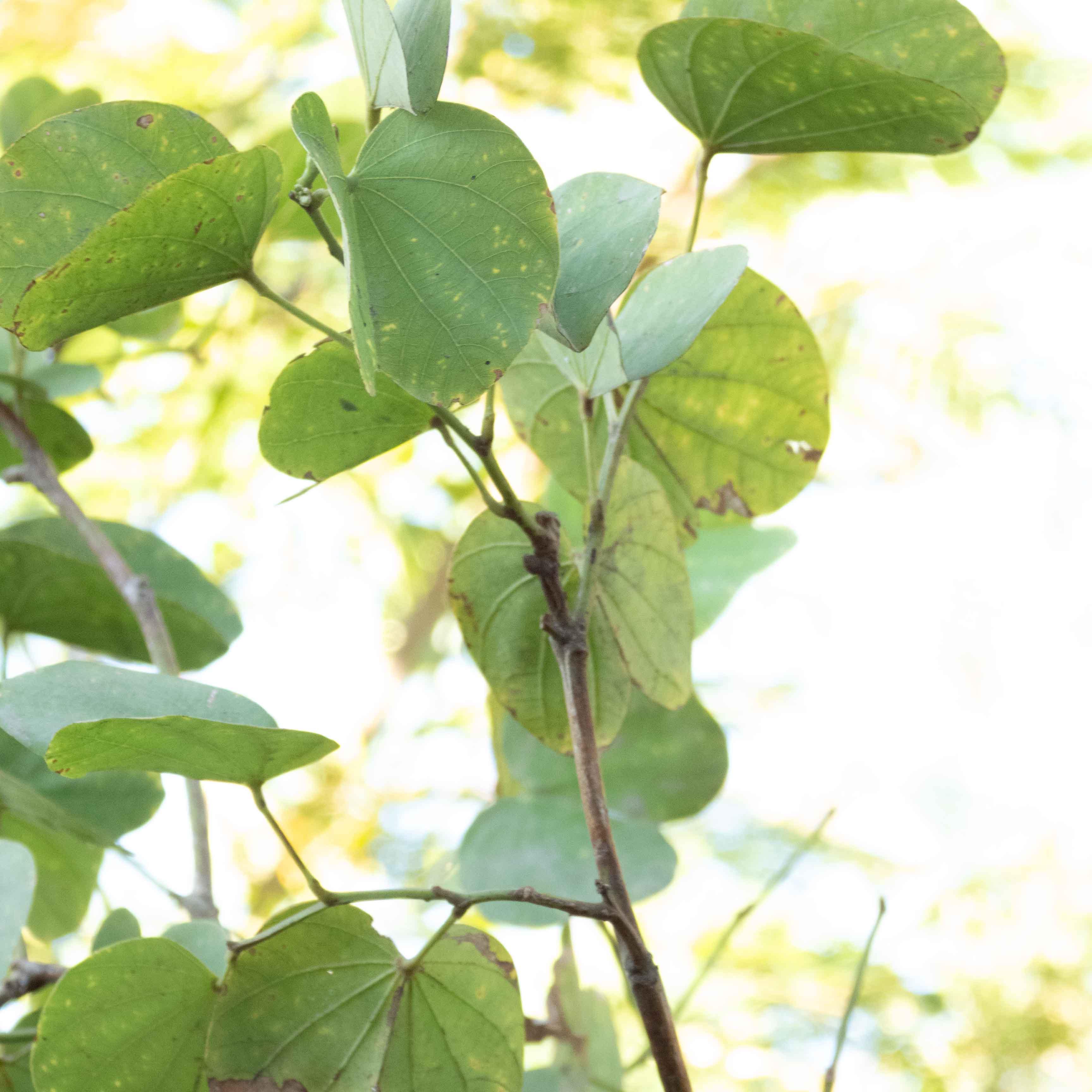 ARBOL PATA DE VACA MEDIANO - Vivero Yañez 