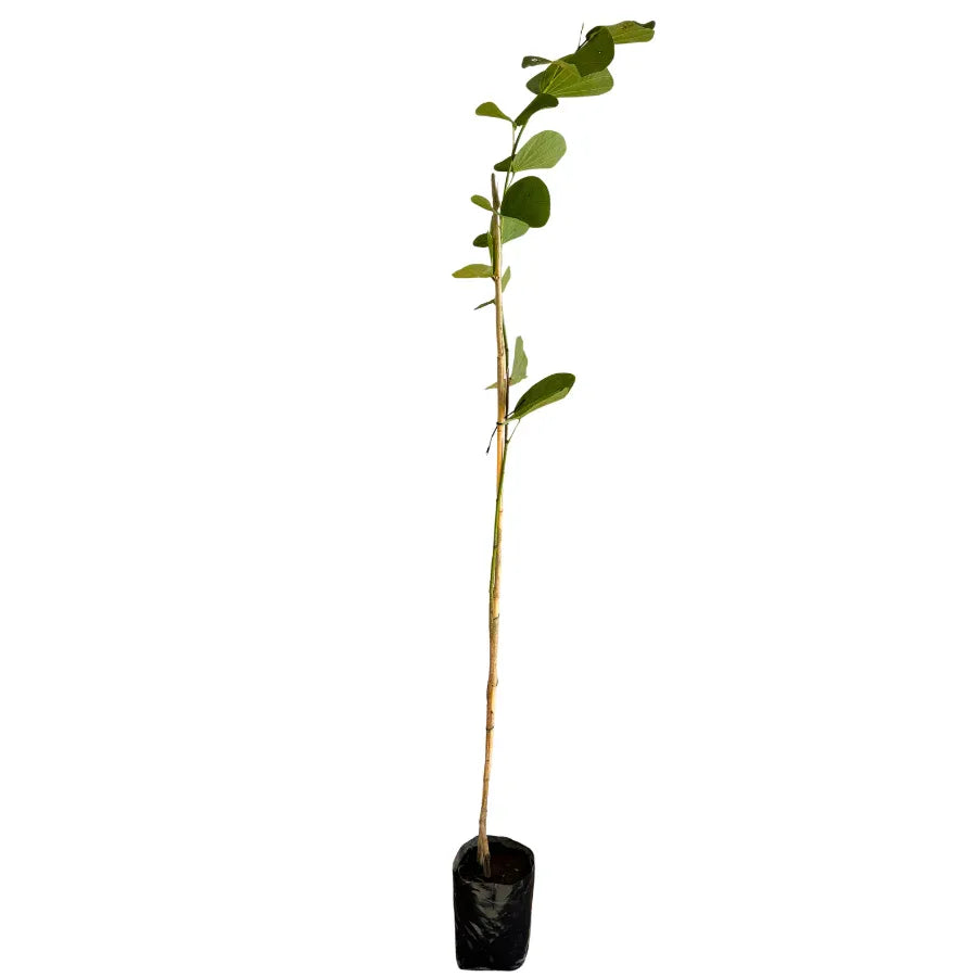 ARBOL PATA DE VACA CHICO - Vivero Yañez 