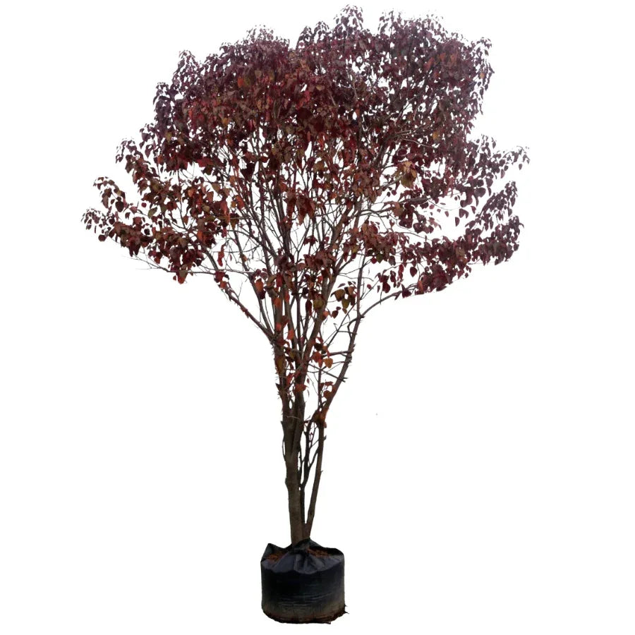 ARBOL SANGRE LIBANESA JUMBO - Vivero Yañez 