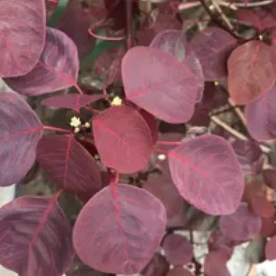 ARBOL SANGRE LIBANESA JUMBO - Vivero Yañez 
