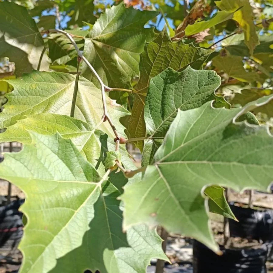 ARBOL SICOMORO CHICO - Vivero Yañez 