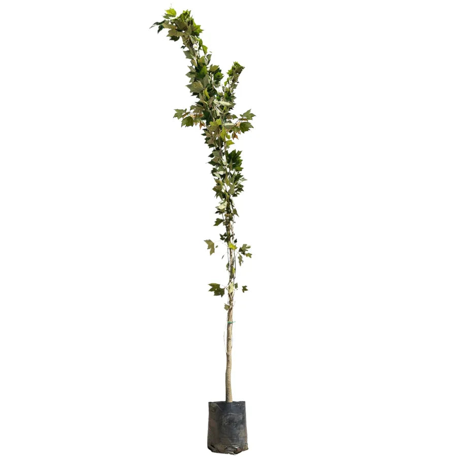 ARBOL SICOMORO GRANDE - Vivero Yañez 