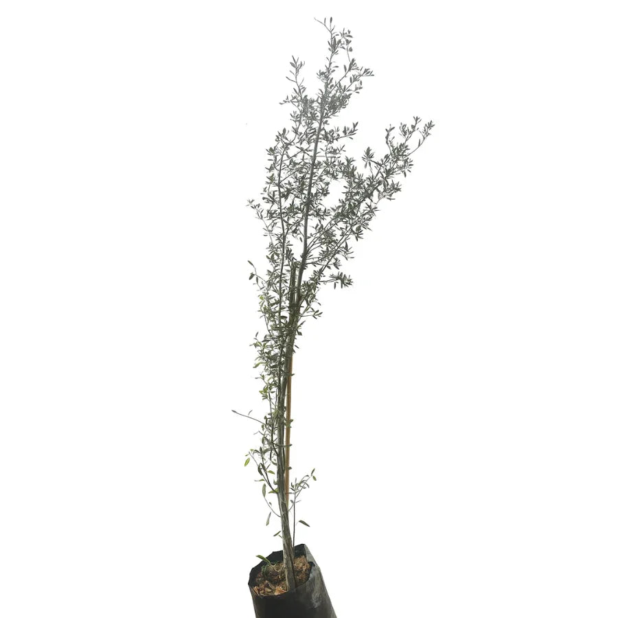 ARBOL ENCINO SIEMPRE VERDE CHICO - Vivero Yañez 