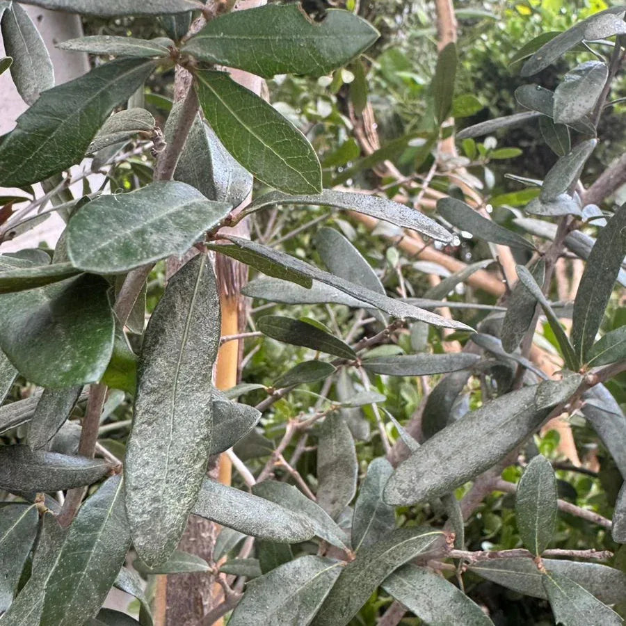 ARBOL ENCINO SIEMPRE VERDE CHICO - Vivero Yañez 