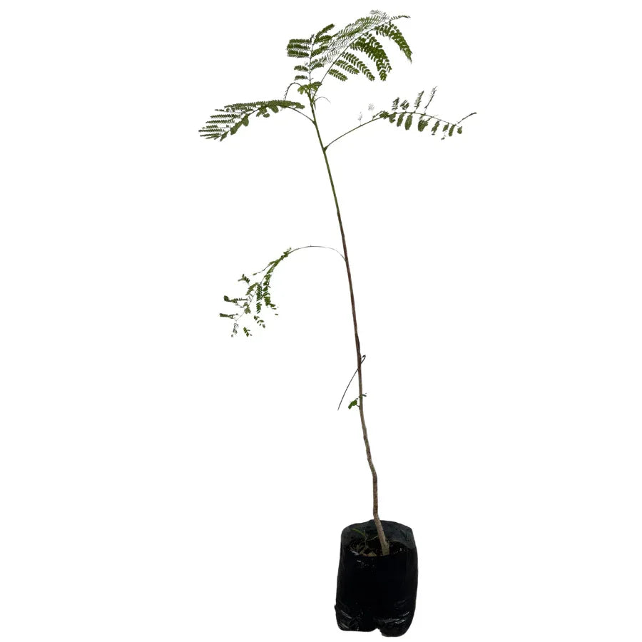 ARBOL TABACHIN (FRAMBOYAN) CHICO - Vivero Yañez 