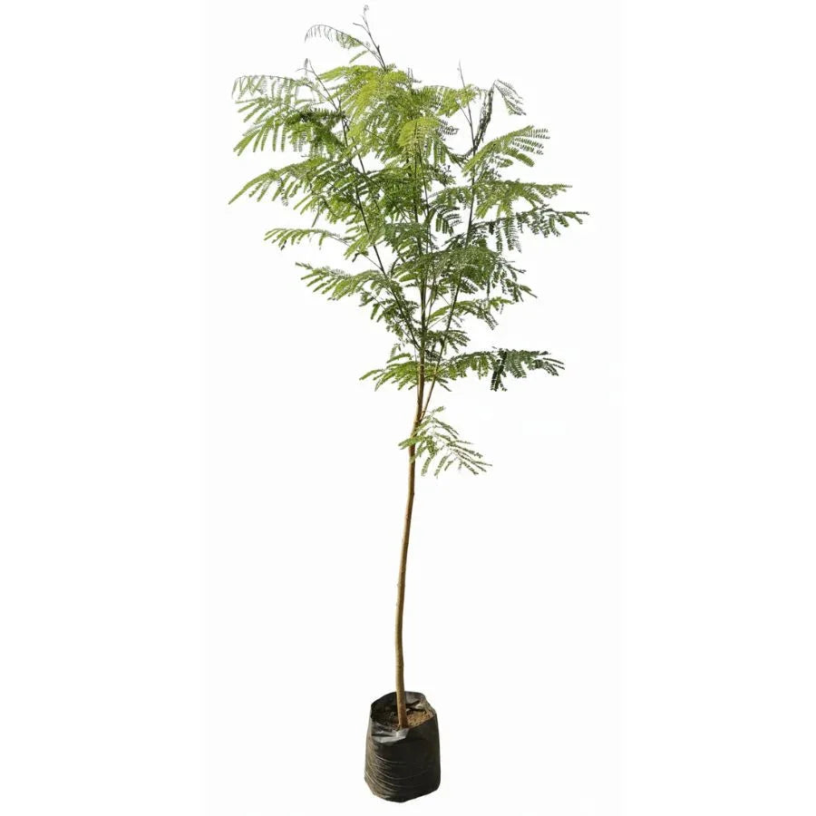 ARBOL TABACHIN (FRAMBOYAN) GRANDE - Vivero Yañez 