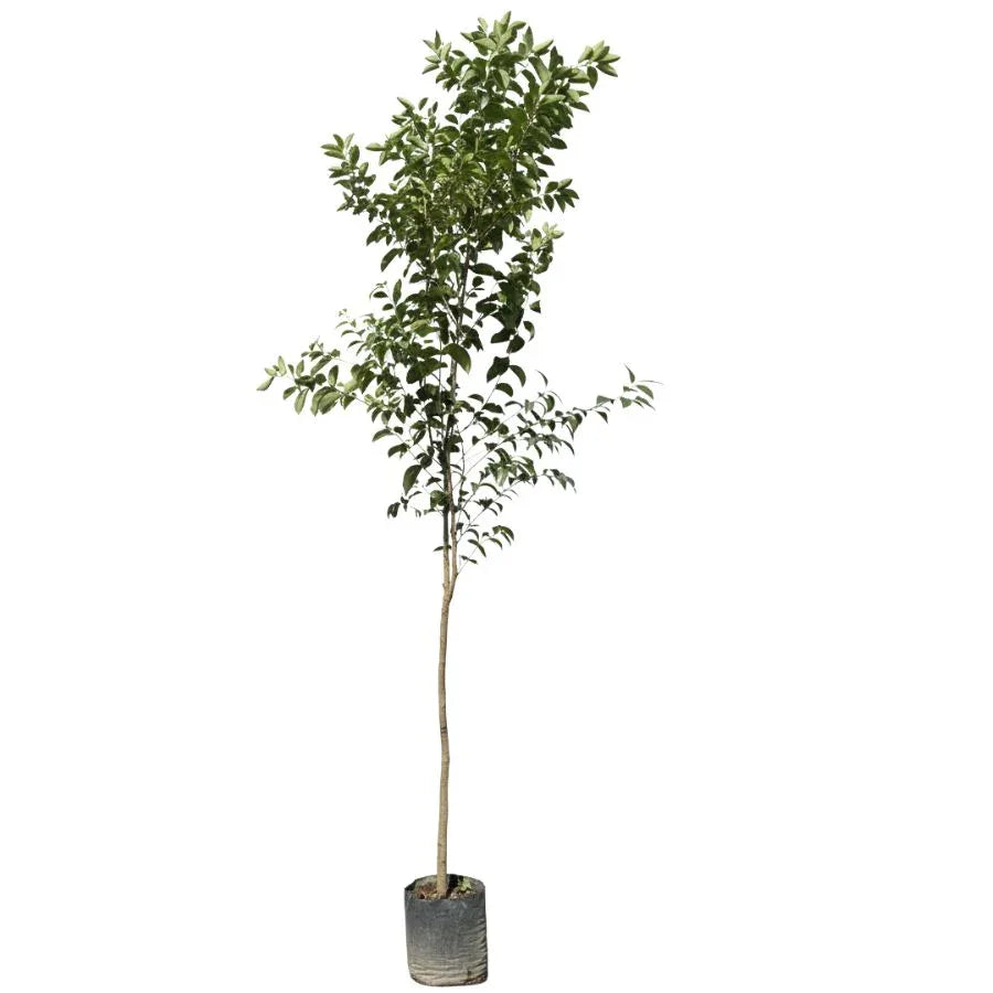 ARBOL TRUENO VERDE - Vivero Yañez 