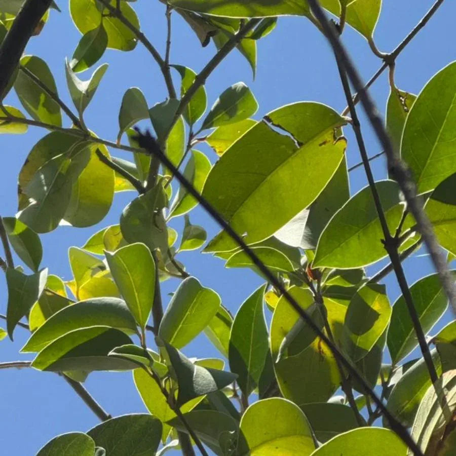 ARBOL TRUENO VERDE - Vivero Yañez 