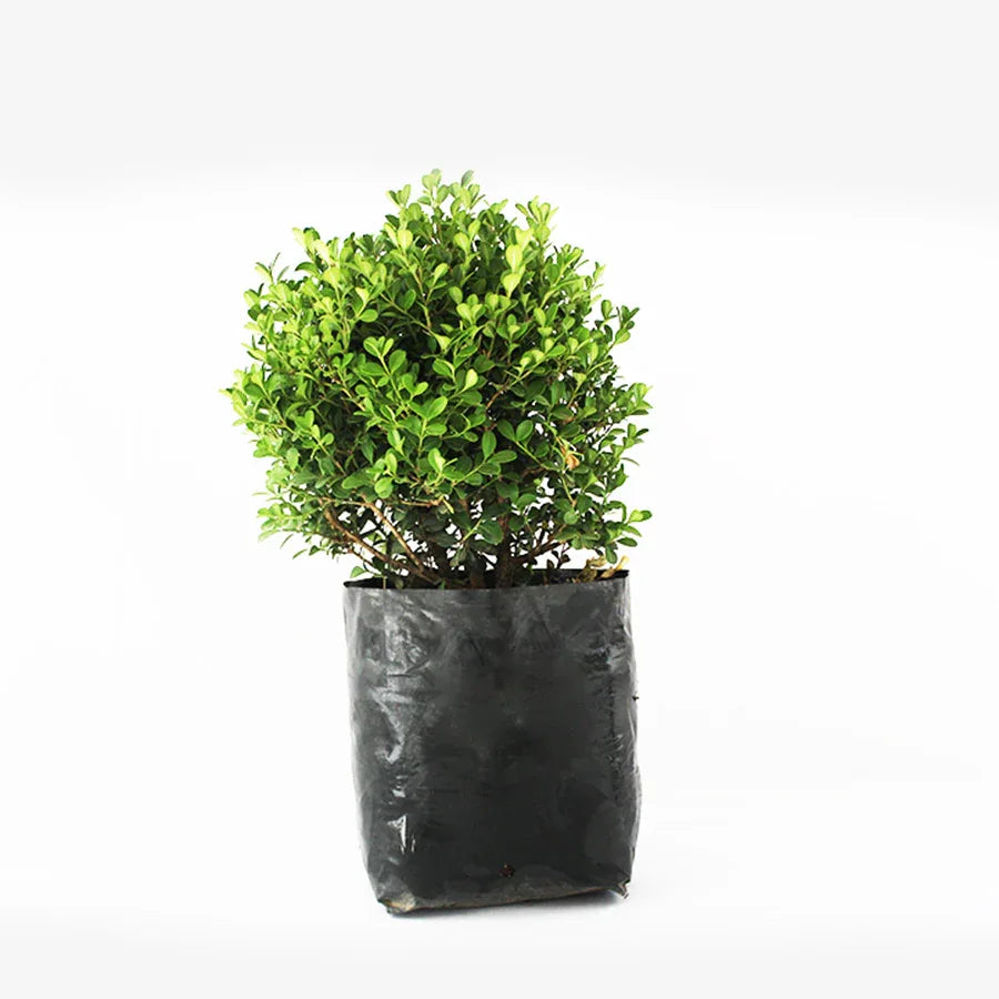 ARRAYAN BOLA - Vivero Yañez 