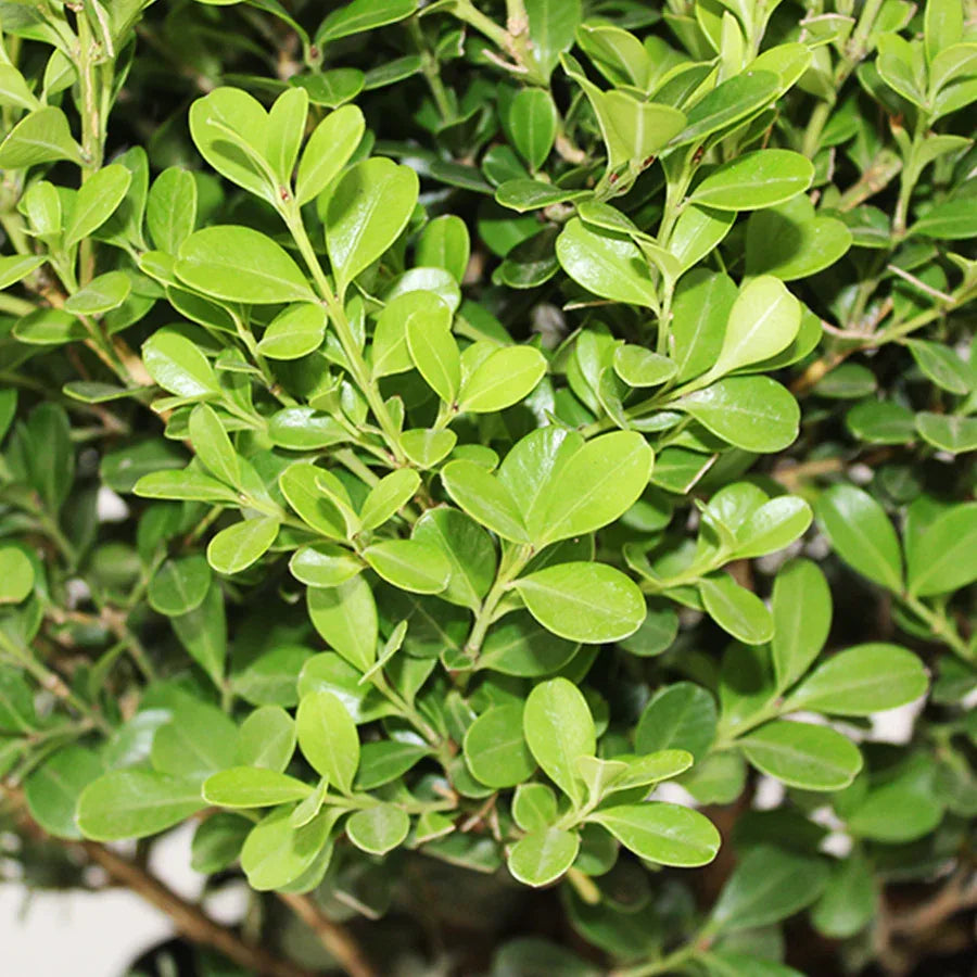 ARRAYAN BOLA - Vivero Yañez 