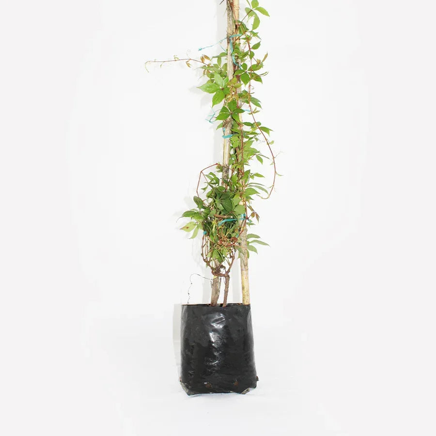 CISSUS - Vivero Yañez 