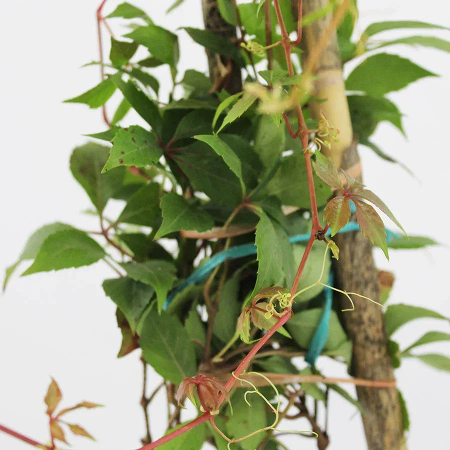 CISSUS - Vivero Yañez 