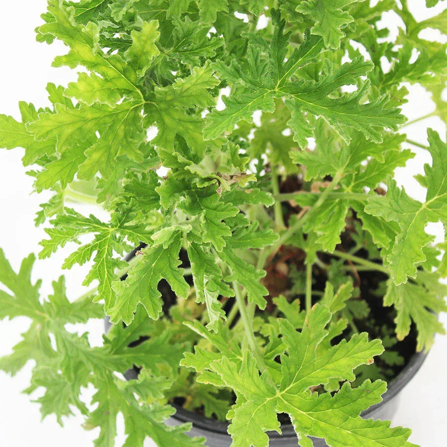 CITRONELA - Vivero Yañez 