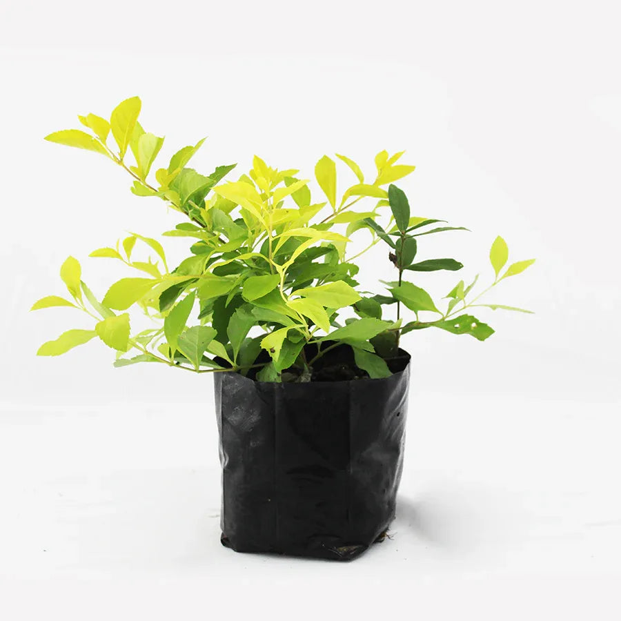DURANTA CUBA - Vivero Yañez 