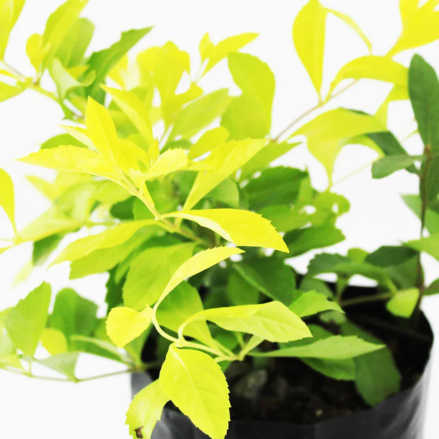 DURANTA CUBA - Vivero Yañez 
