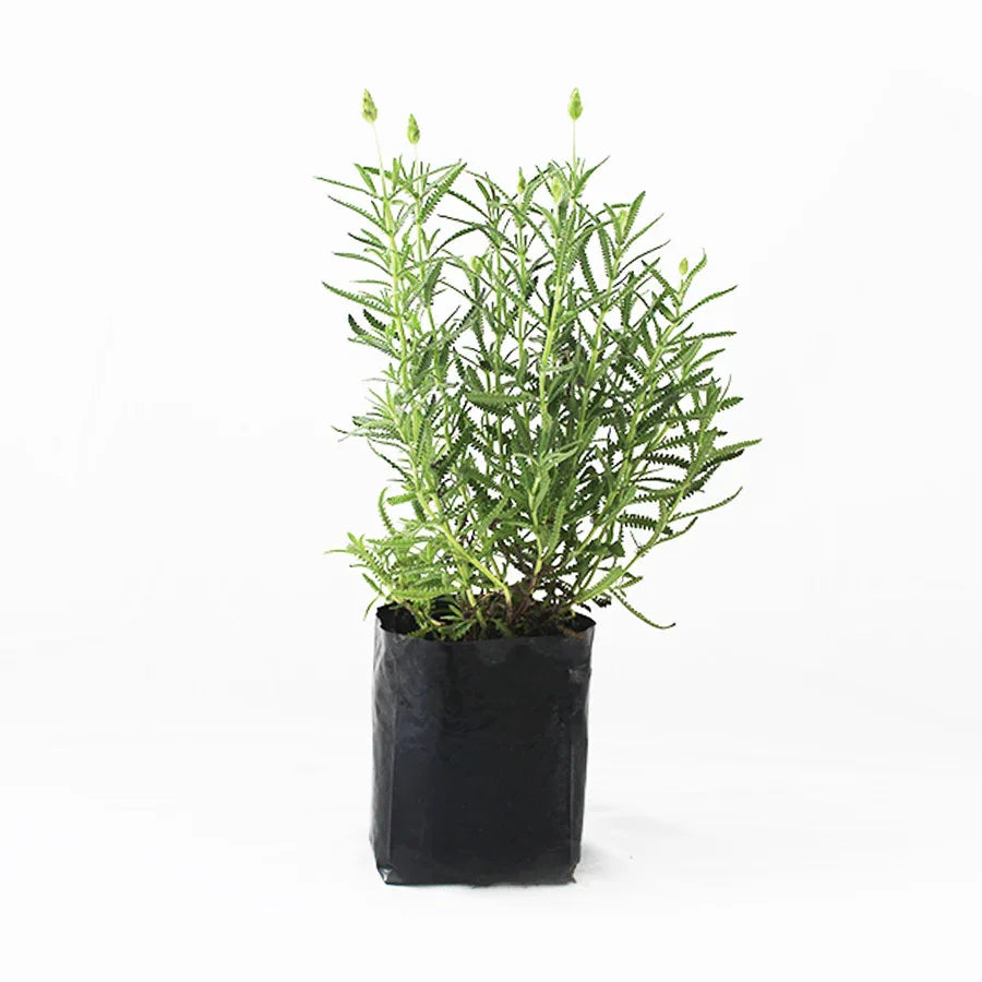 LAVANDA - Vivero Yañez 