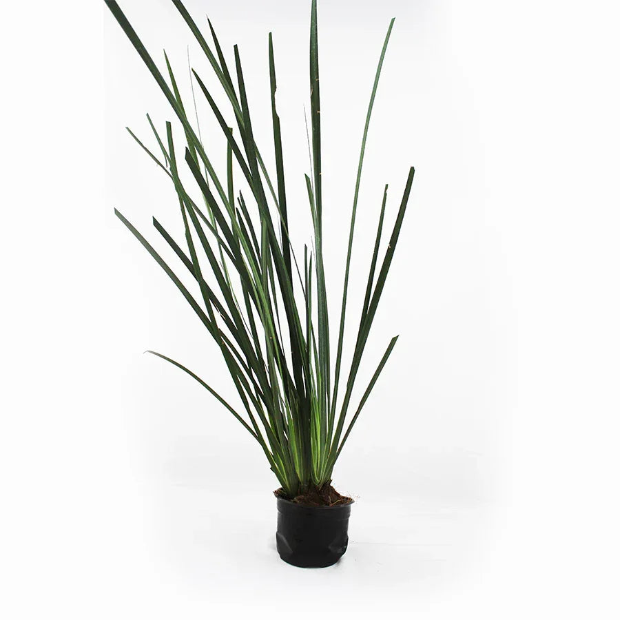 LIRIO PERSA - Vivero Yañez 