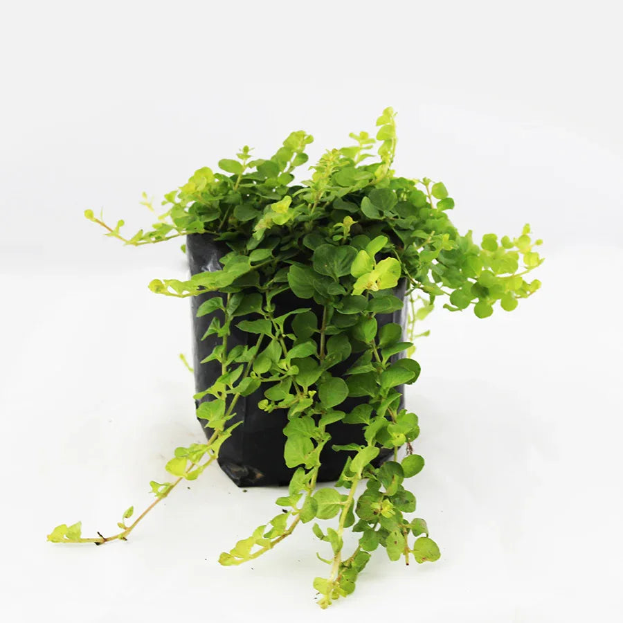 LISMAQUI (LYSIMACHIA) - Vivero Yañez 