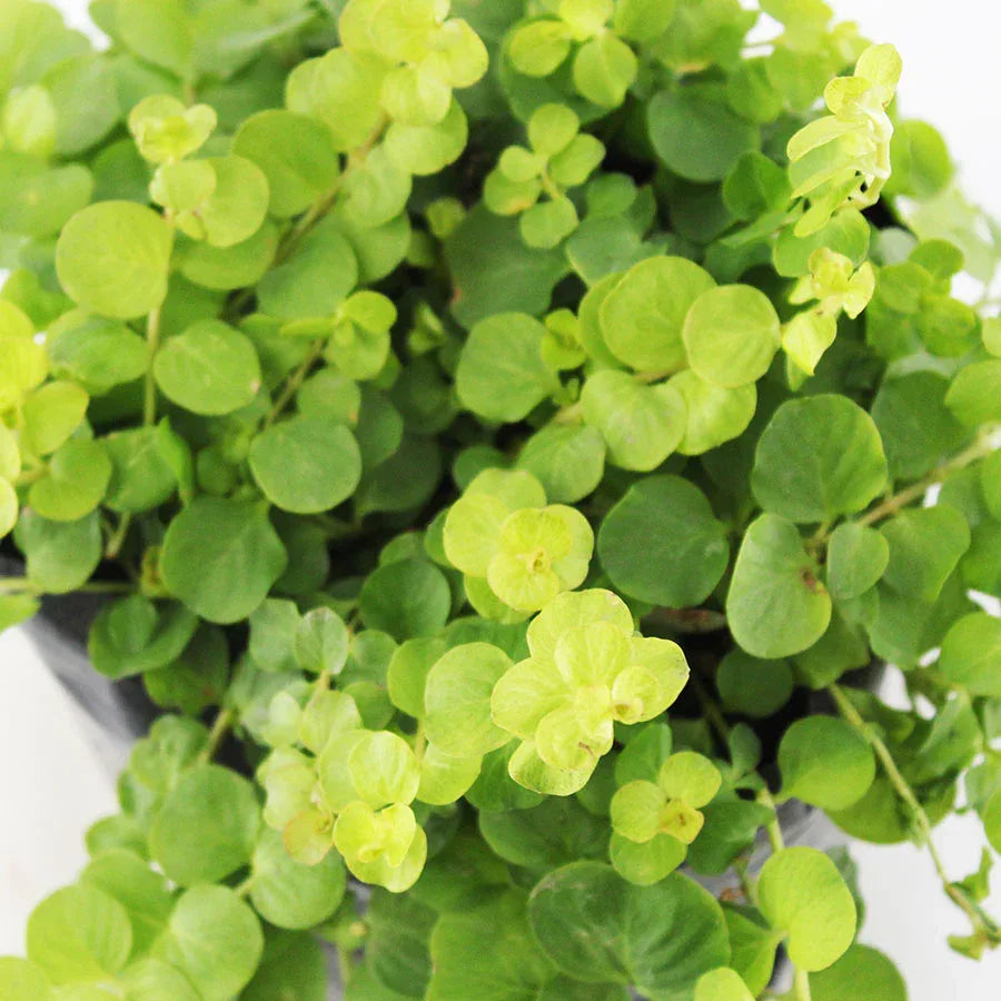 LISMAQUI (LYSIMACHIA) - Vivero Yañez 