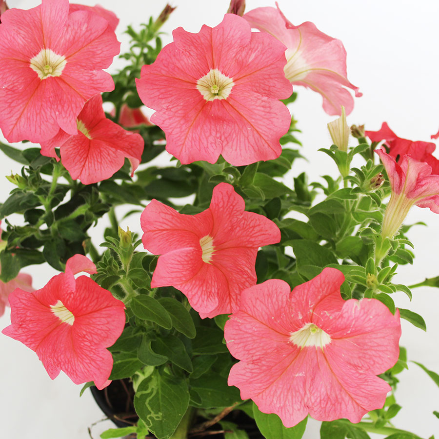 PETUNIA