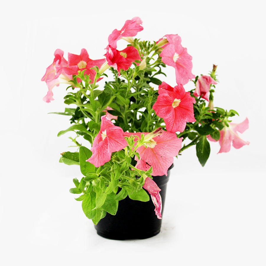 PETUNIA