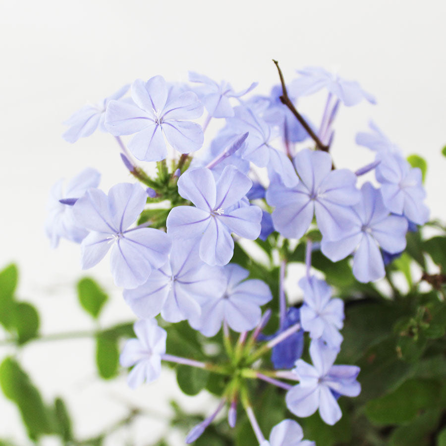 PLUMBAGO GRANDE
